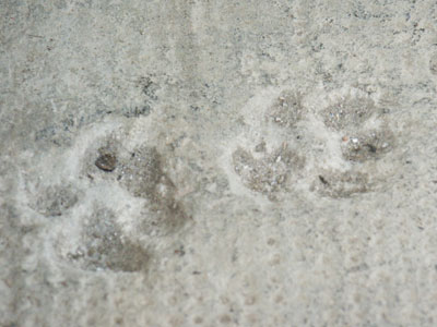 Kl�ff - der Werkshund