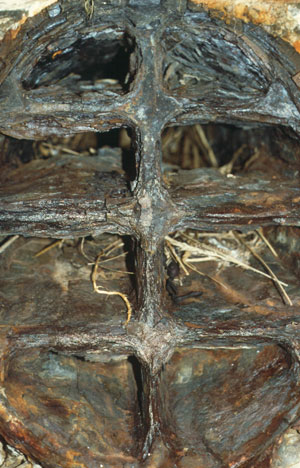 Nest hinter dem L�ftungsgitter am Eingang