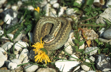 Wenn Sie 'unsere' Kreuzotter wiederfinden - bitte nicht st�ren!